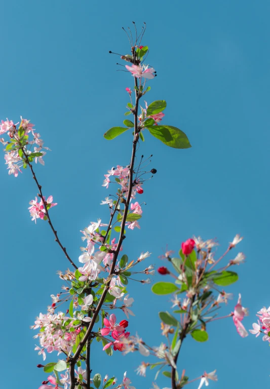 a nch with flowers is in full bloom against the sky