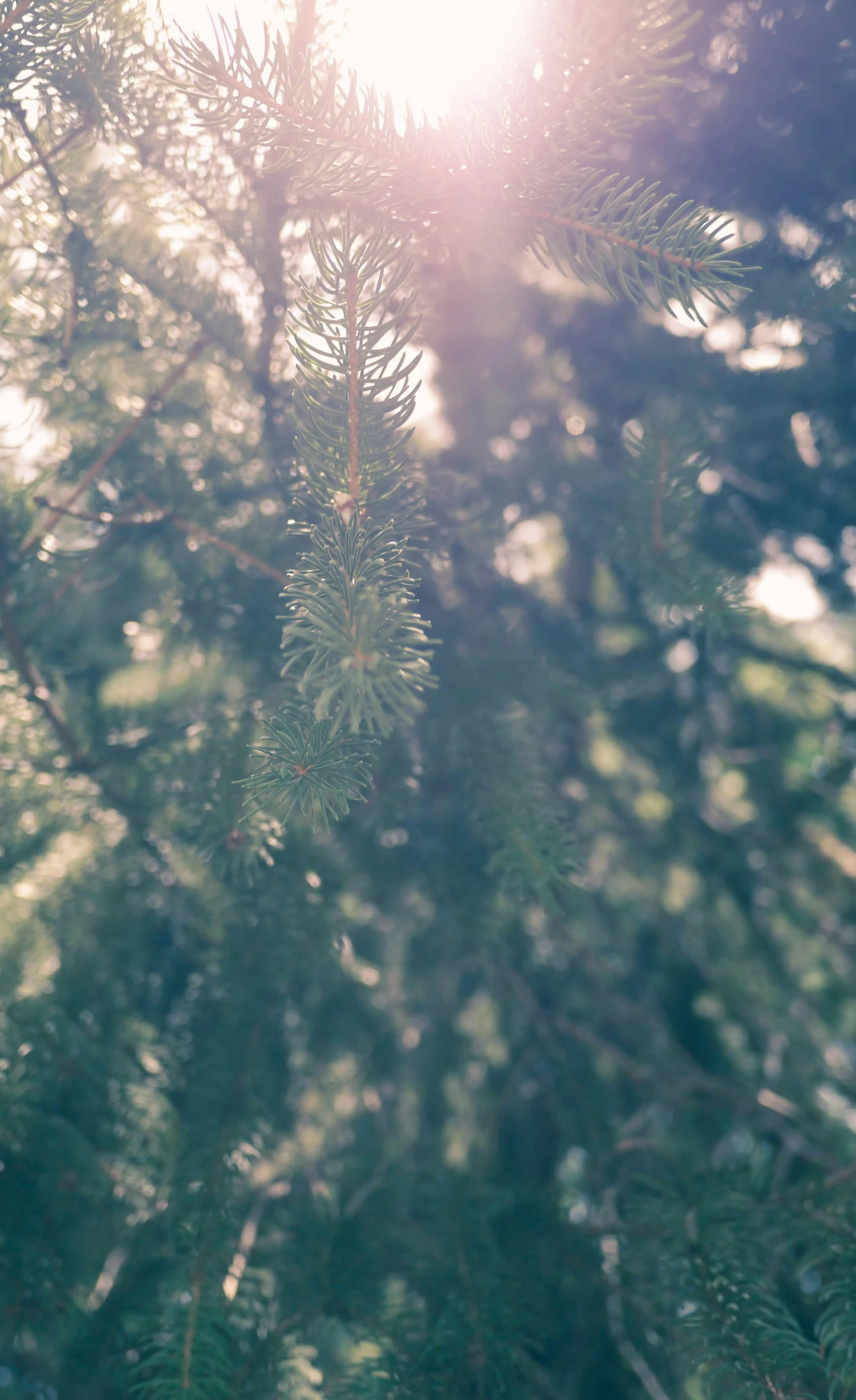 green needles are on the nch of a pine