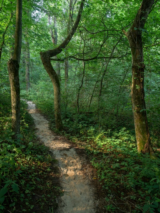 a trail winds through the dense green woods
