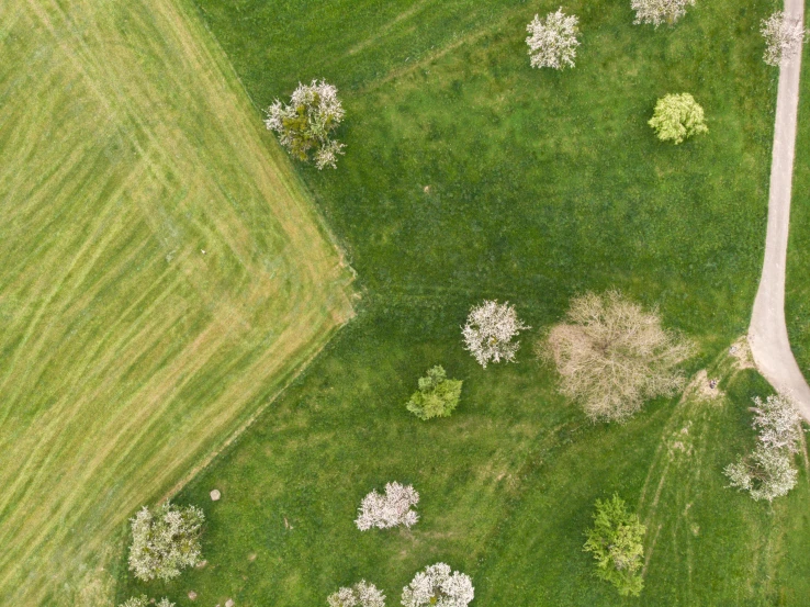 an aerial view of trees and grass in the middle of nowhere