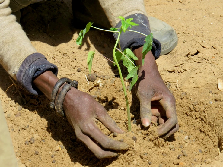 person's hand on the ground trying to plant a small tree