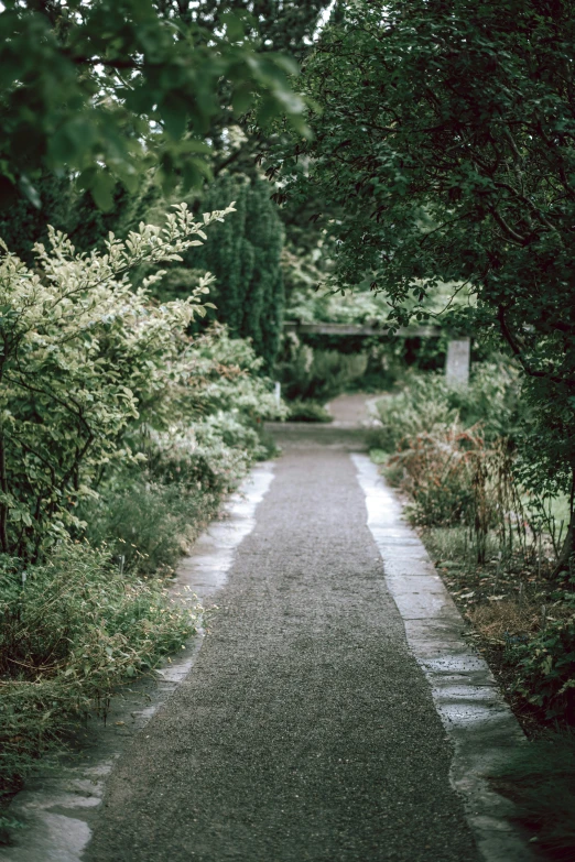 a road in an overgrown garden lined with trees