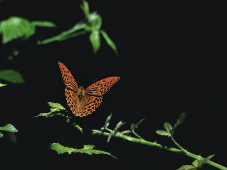 a small erfly resting on the top of a plant