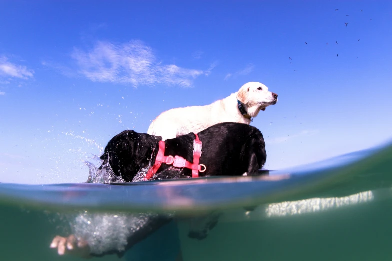 a white dog riding on the back of a black dog in the ocean