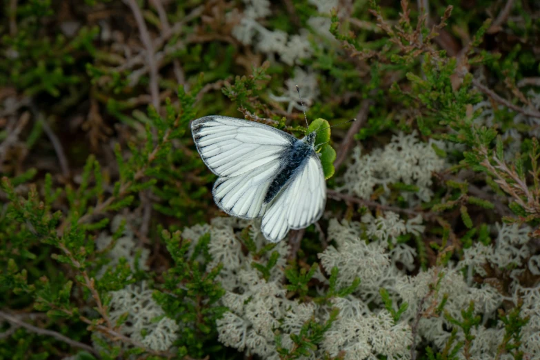 a white erfly rests on a green leafy nch