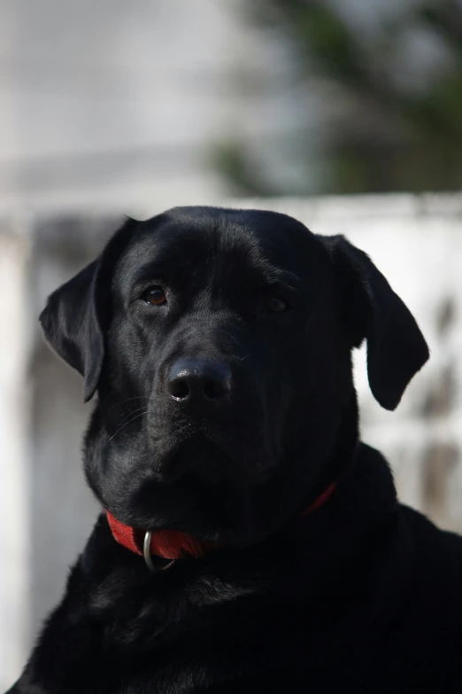 a large black dog has a red collar