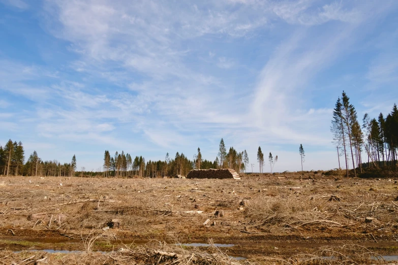 a grass field with dead trees and blue sky