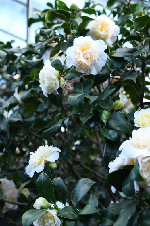 a flowering plant with some white and yellow flowers