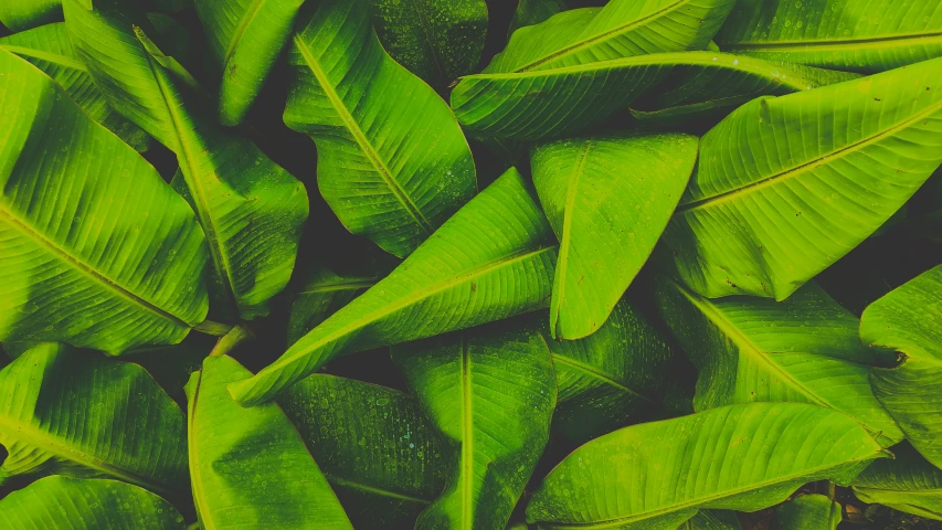 a large bunch of green leaves that are close together