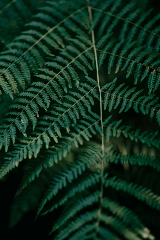 the underside of a fern leaf in front of a dark background