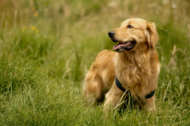 a dog standing in a field with it's tongue out