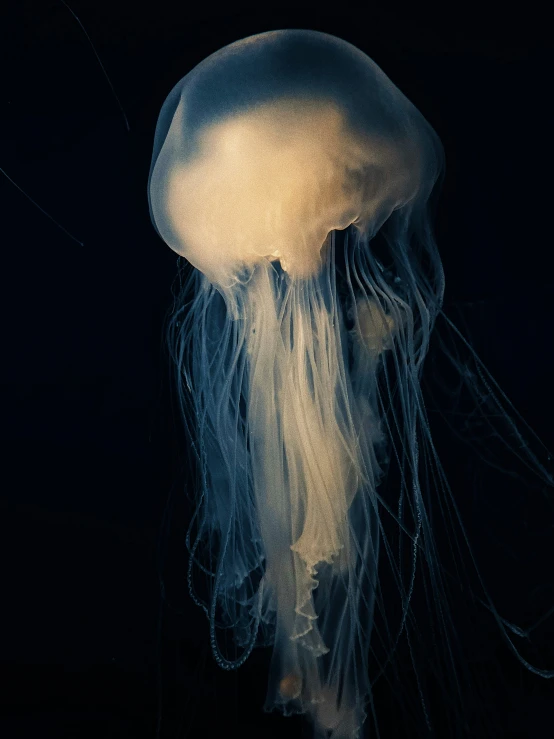 a jellyfish's head and a black background with water droplets