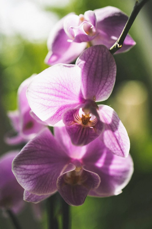 purple flower blossomed with soft blurry background