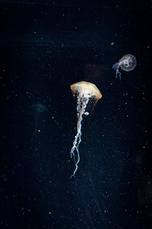 the jellyfish is swimming on a dark background