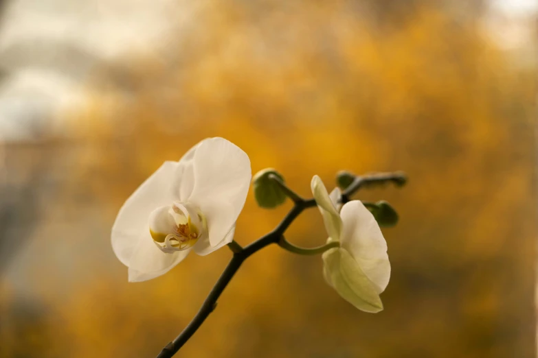 a flower stem with two flowers on it