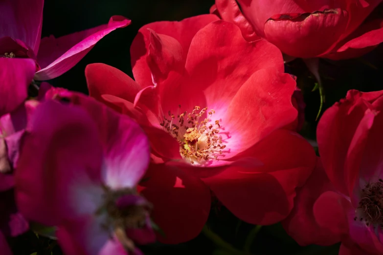 some pretty flowers with some bright pink petals