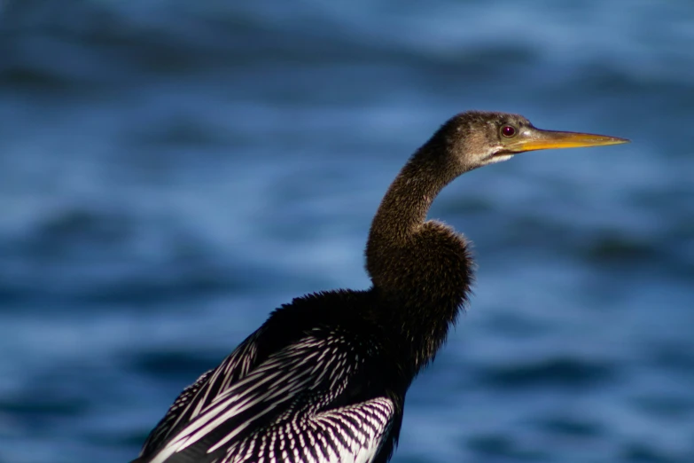 a black and white bird in a body of water