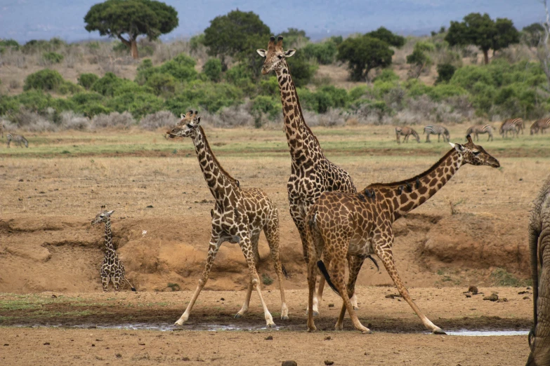 giraffes, ze and elephants are walking around a watering hole