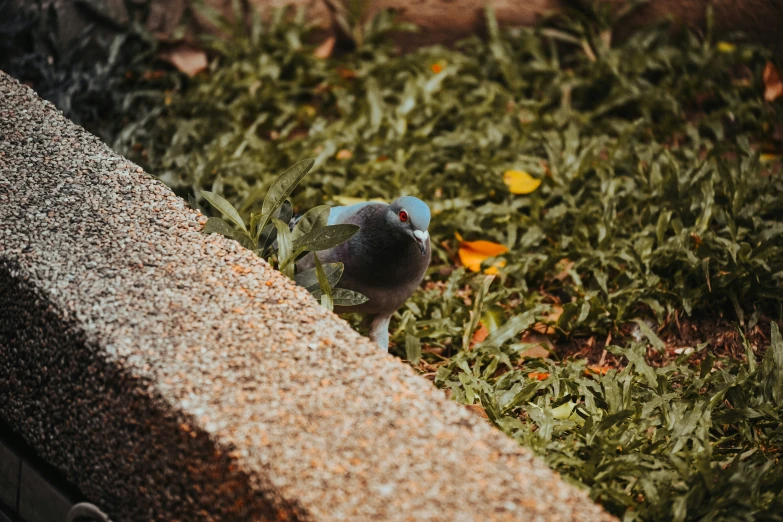 a bird stands on the ground next to a cement wall