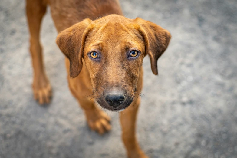 a close up of a dog's face and body