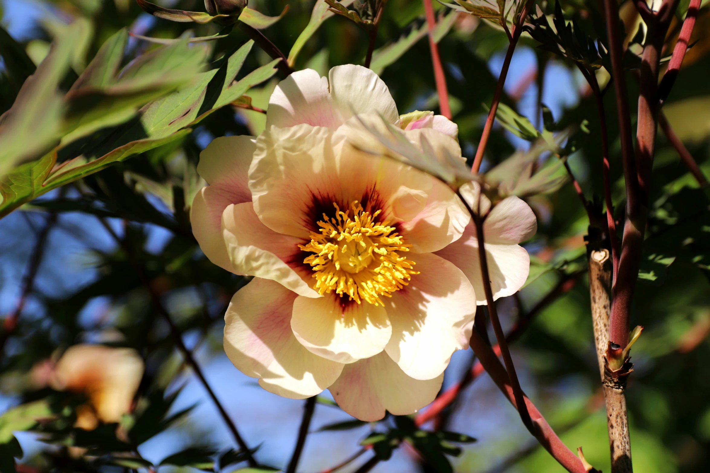 a peach colored flower blooming on the nches