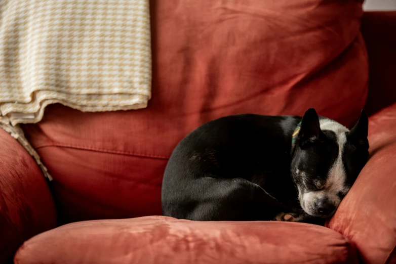 a dog sitting on a red couch with some pillows behind it