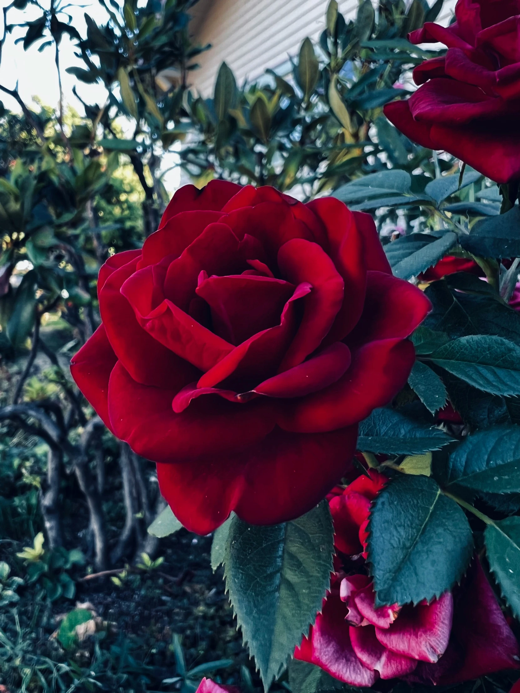 the large red rose has many leaves in front of the building