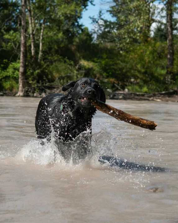 the dog is in the water playing with his stick