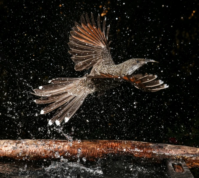 an image of a bird that is in the air