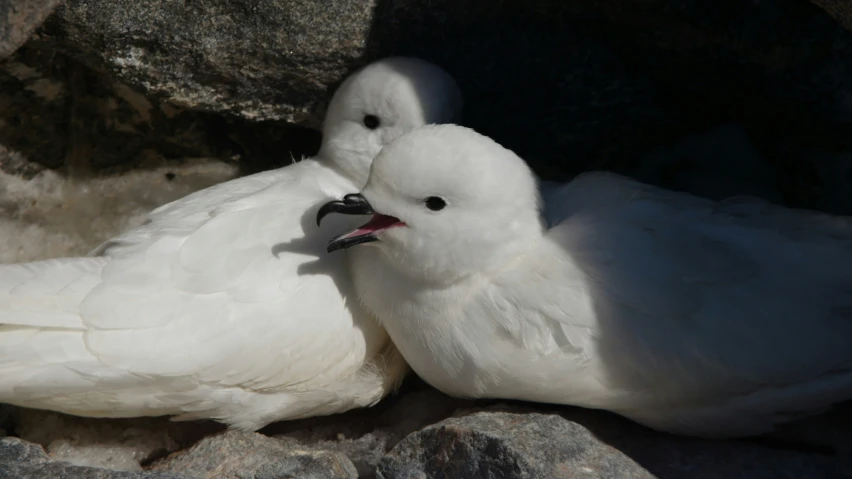 two white pigeons sharing a nest on rocks