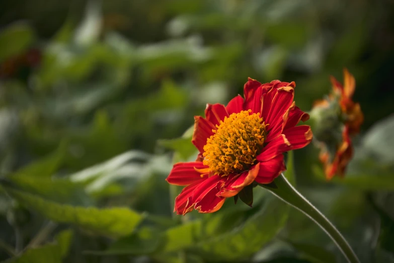 a red flower with orange center and green leaves