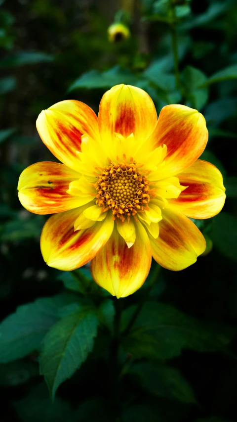 a beautiful flower in a green bush