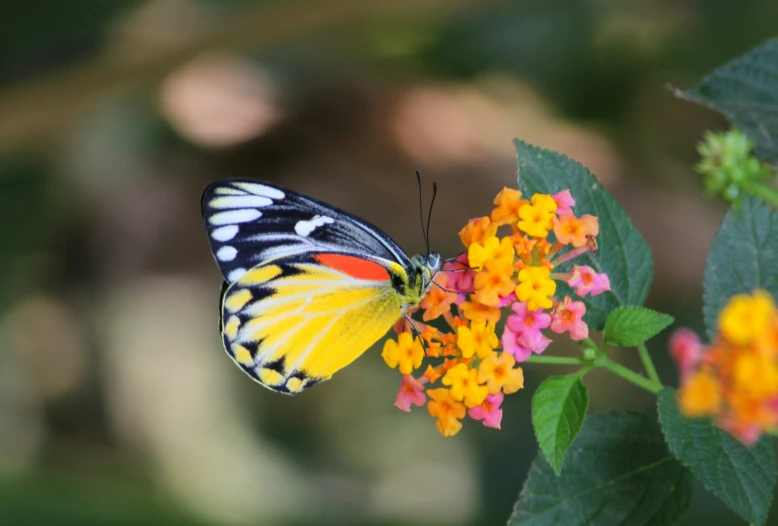 the orange and black erfly is resting on the yellow flowers