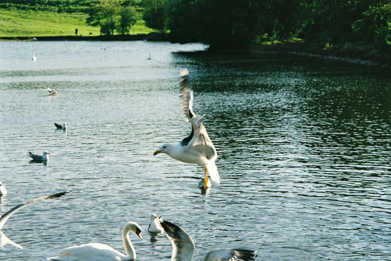 geese, seagulls and other animals swimming on a pond