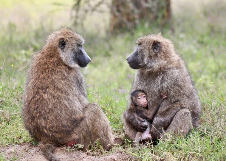 the baby baboon is sitting next to his parents