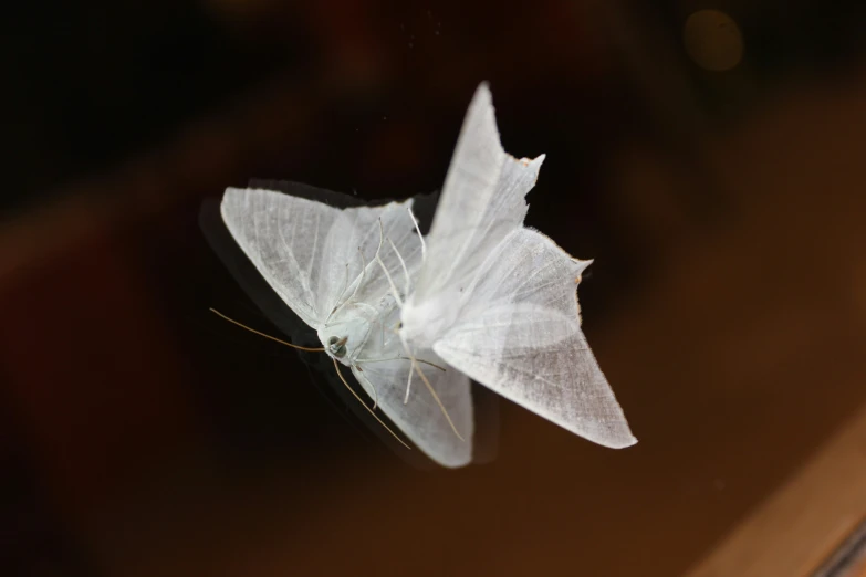 the white erfly is perched on a piece of cloth