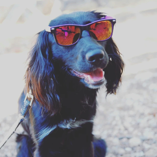 a dog in sunglasses on a leash sitting in the street