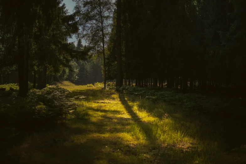 a shadow cast by the light of a forest