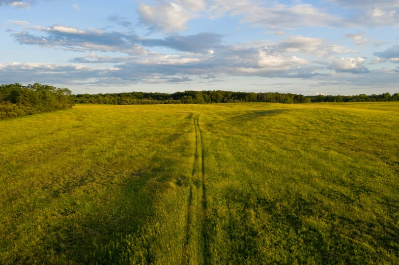 a field with green grass and some trees