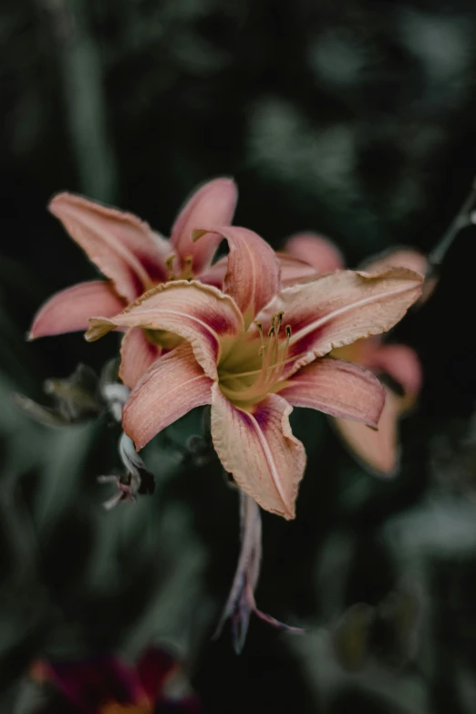 a close up of a flower in front of a forest