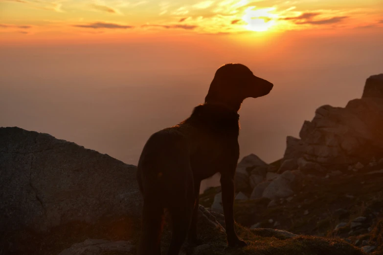 the dog sits on a rock at sunset