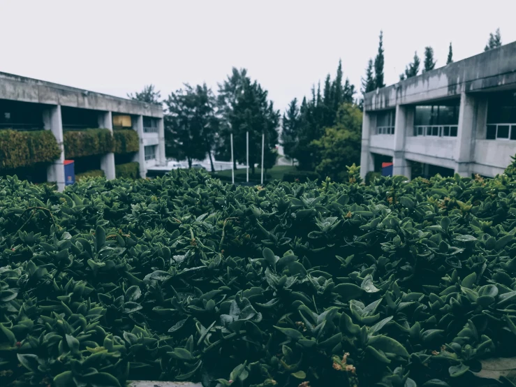 an over grown plant outside of some building