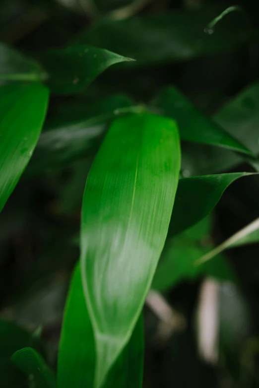 a green plant with many thin leaves