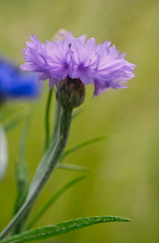 a purple flower in the midst of green and blue flowers