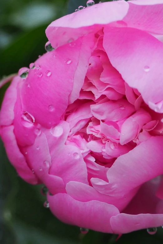 a large pink flower covered in water drops