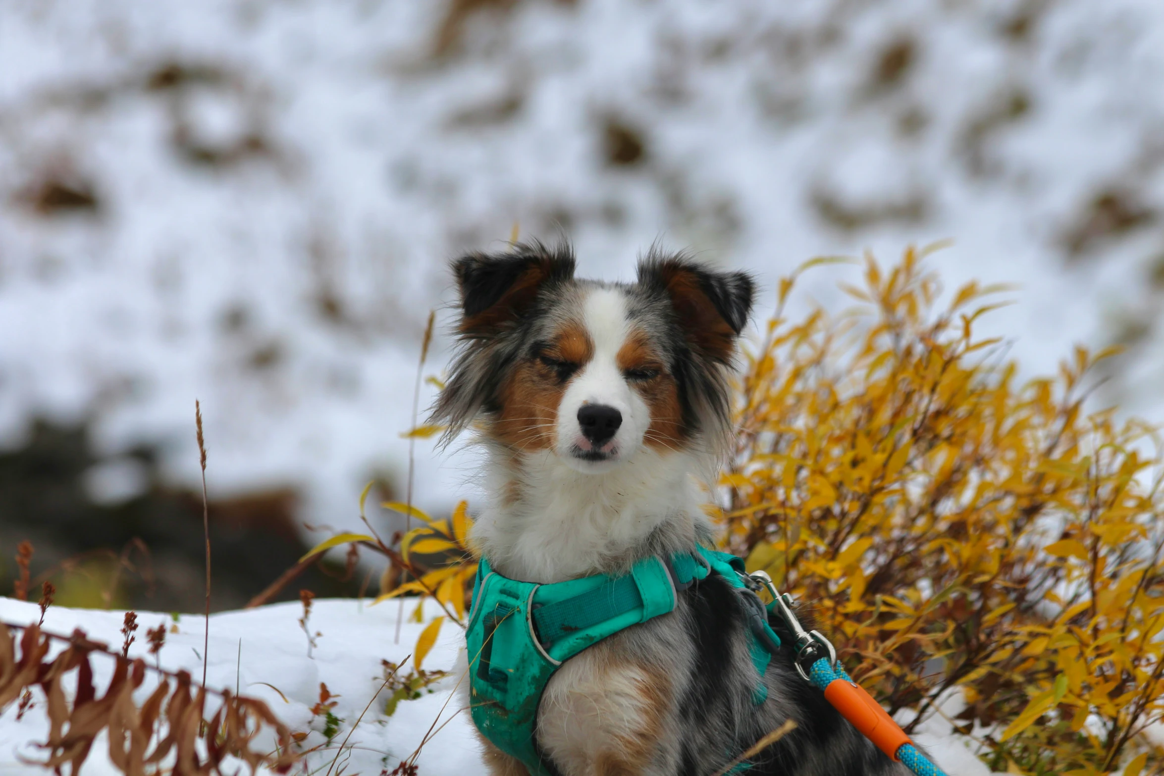 the dog is sitting in the snow with a harness