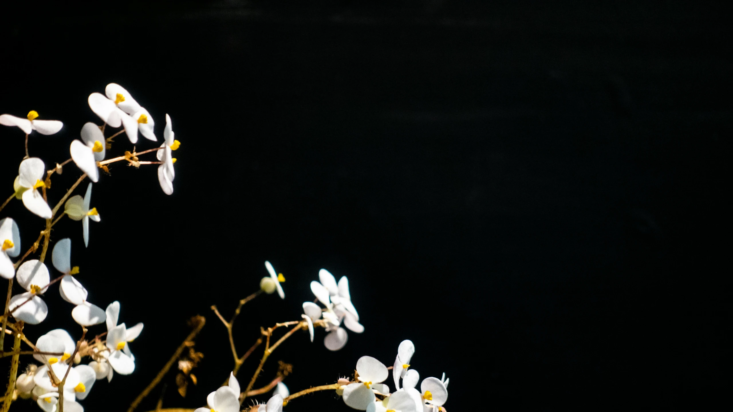 the white flowers are ready to blossom on a tree