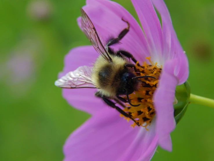 a bee is in flight over a pink flower