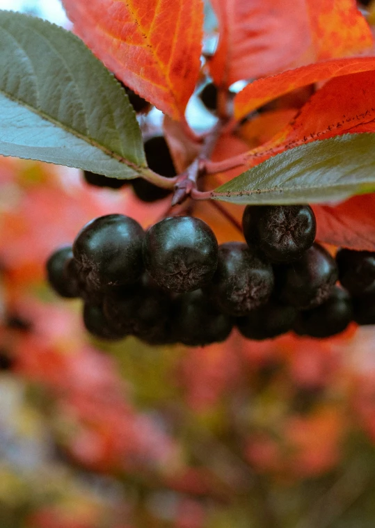 berries on a nch with leaves in the background