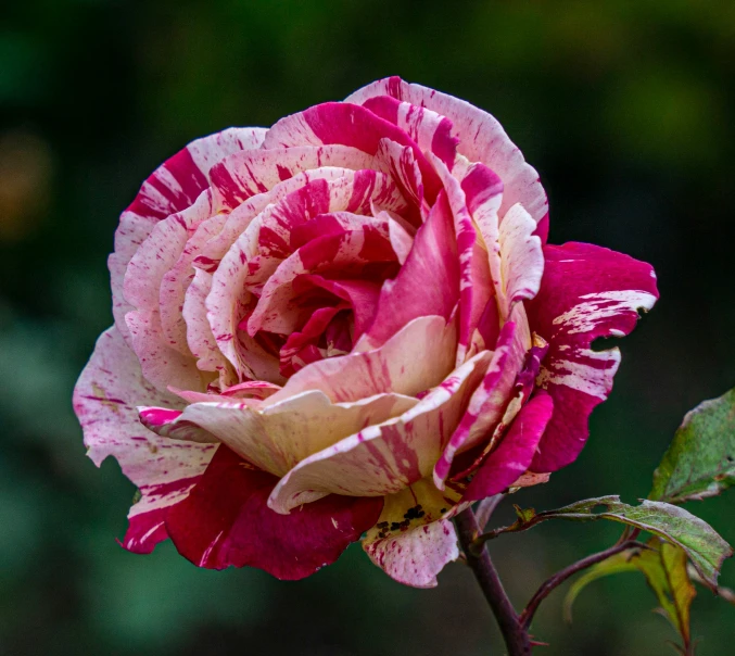 a large flower that is in the middle of a plant